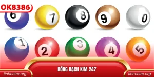 Rồng bạch kim 247